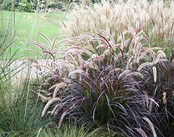 Pennisetum setaceum 'Rubrum' (fountain grass)