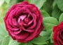 rose (climbing)