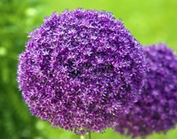 Allium giganteum
