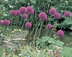 ornamental onion bulbs