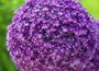 ornamental onion bulbs