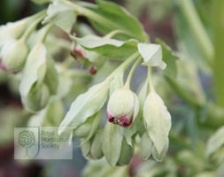stinking hellebore