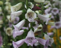 foxglove