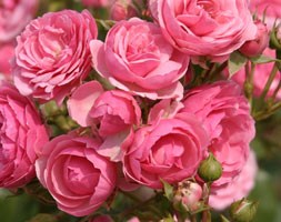 floribunda rose Pink Pomponella