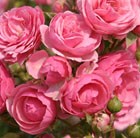 floribunda rose Pink Pomponella