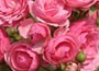 floribunda rose Pink Pomponella