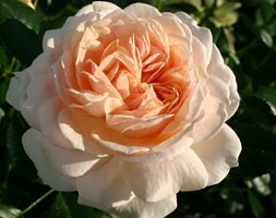 Rose of the Year 2011