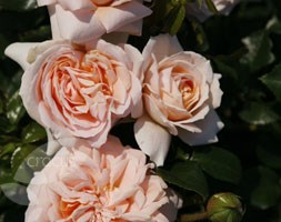 rose Joie de Vivre (shrub) = Rose of the year 2011