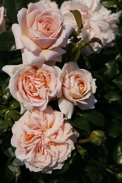 rose Joie de Vivre (shrub) = Rose of the year 2011 rose Joie de Vivre (shrub) = Rose of the year 2011