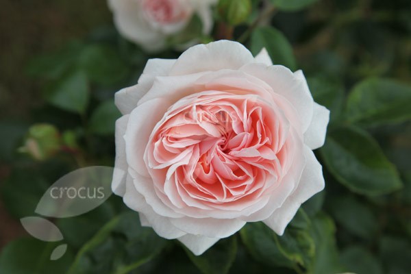 rose Joie de Vivre (shrub) = Rose of the year 2011 rose Joie de Vivre (shrub) = Rose of the year 2011