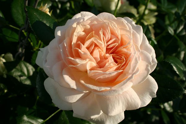 rose Joie de Vivre (shrub) = Rose of the year 2011 rose Joie de Vivre (shrub) = Rose of the year 2011