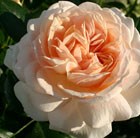 rose Joie de Vivre = Rose of the year 2011