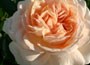 rose Joie de Vivre (shrub) = Rose of the year 2011