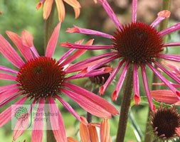 Echinacea 'Sunset' (PBR) (Big Sky Series) (coneflower)