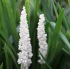 lily-turf