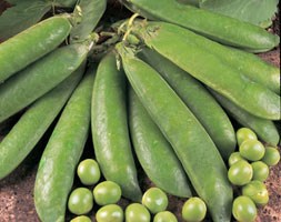 pea