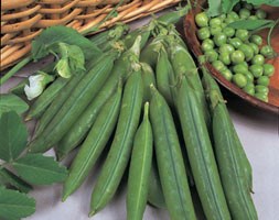 pea