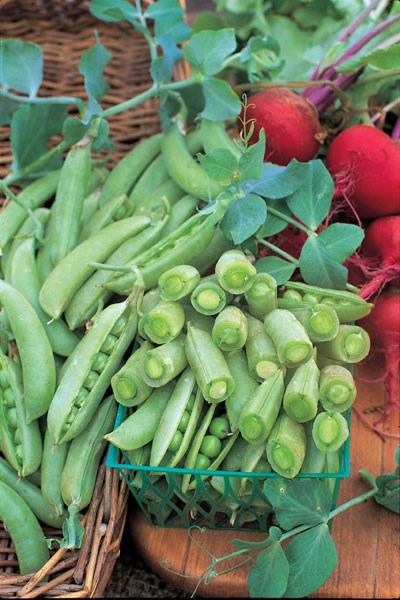 pea pea