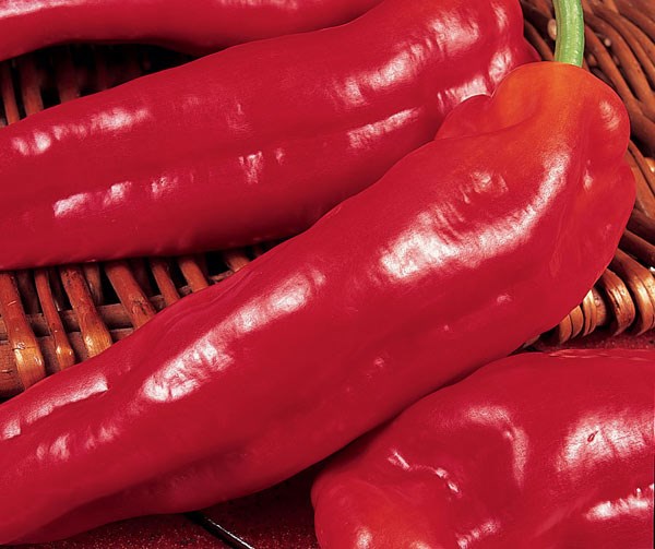 sweet pepper sweet pepper