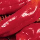 sweet pepper