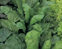 perpetual spinach (perpetual spinach)