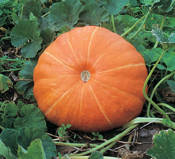 pumpkin pumpkin