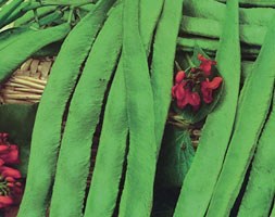 runner bean