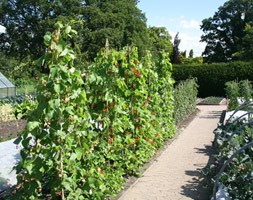 runner bean