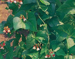 runner bean 'Painted Lady' (runner bean)