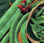 runner bean Scarlet Emperor