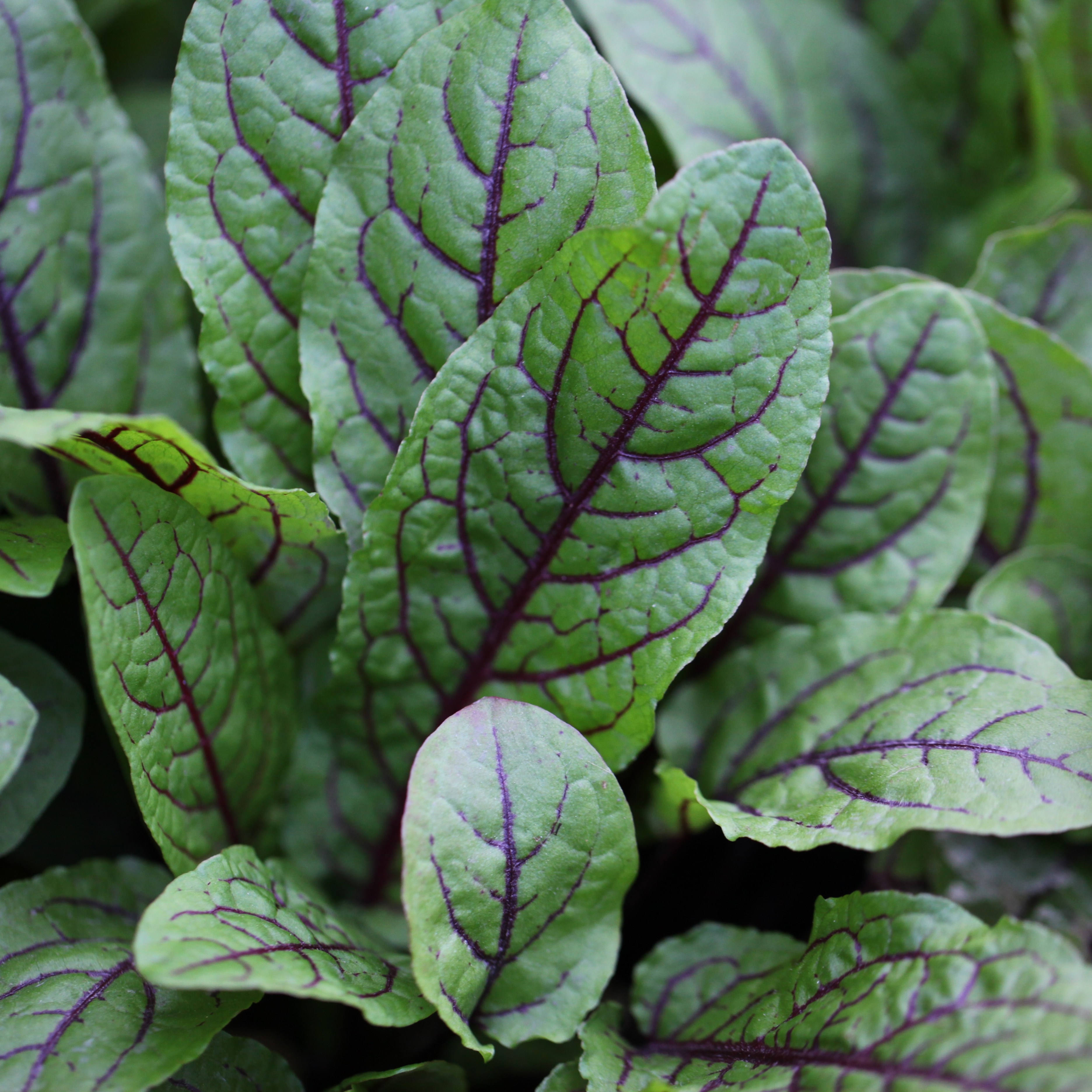 Salad leaves red-veined sorrel