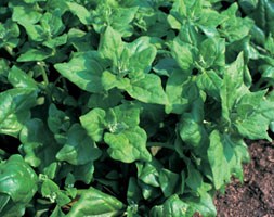 New Zealand spinach