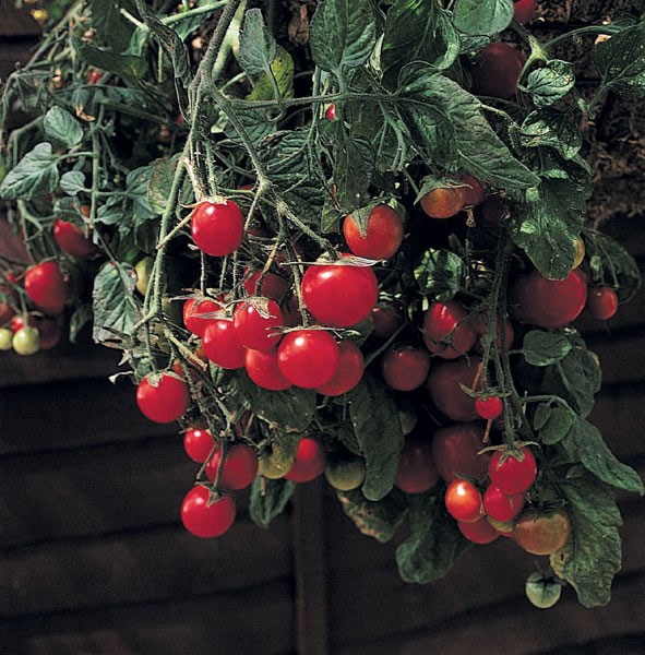 cherry tomato Garden Pearl cherry tomato Garden Pearl