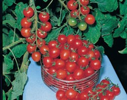 tomato 'Gardeners Delight' (cherry tomato)