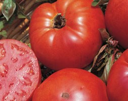 tomato 'Marmande' (beefsteak tomato)