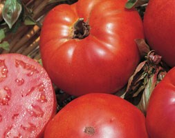 tomato 'Marmande' (beefsteak tomato)