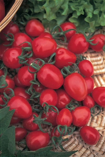 cherry tomato cherry tomato