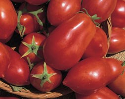 tomato (plum)