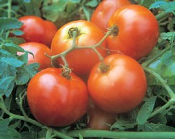 tomato 'Ailsa Craig' (tomato)