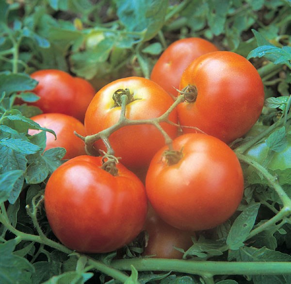 tomato tomato