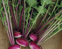 turnip