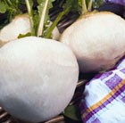 turnip