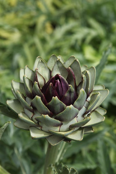 purple globe artichoke purple globe artichoke
