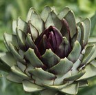 artichoke Romanesco