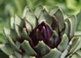 purple globe artichoke