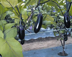 egg plant