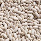 cannellini bean