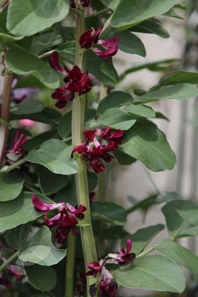 broad bean broad bean