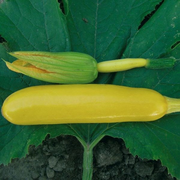 courgette courgette