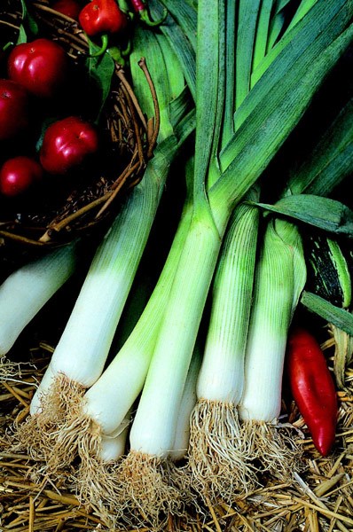 leek leek